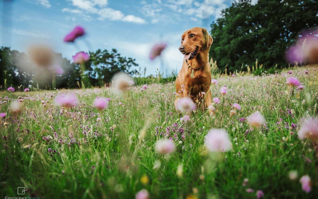TIER-FOTOGRAFIE | Romy & Pippa