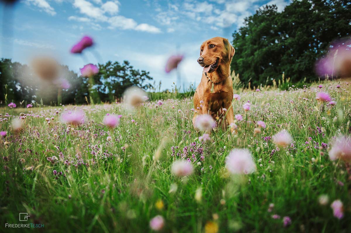 Tier-Fotograf-Rostock-Hund-Outdoor-18