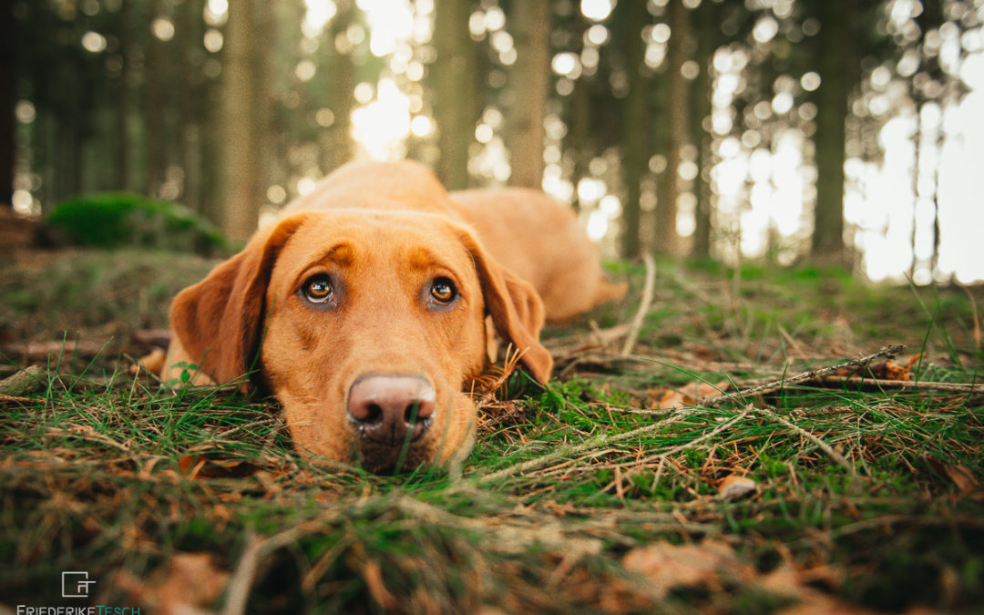 HUNDEFOTOGRAFIE | Pippa 2.0