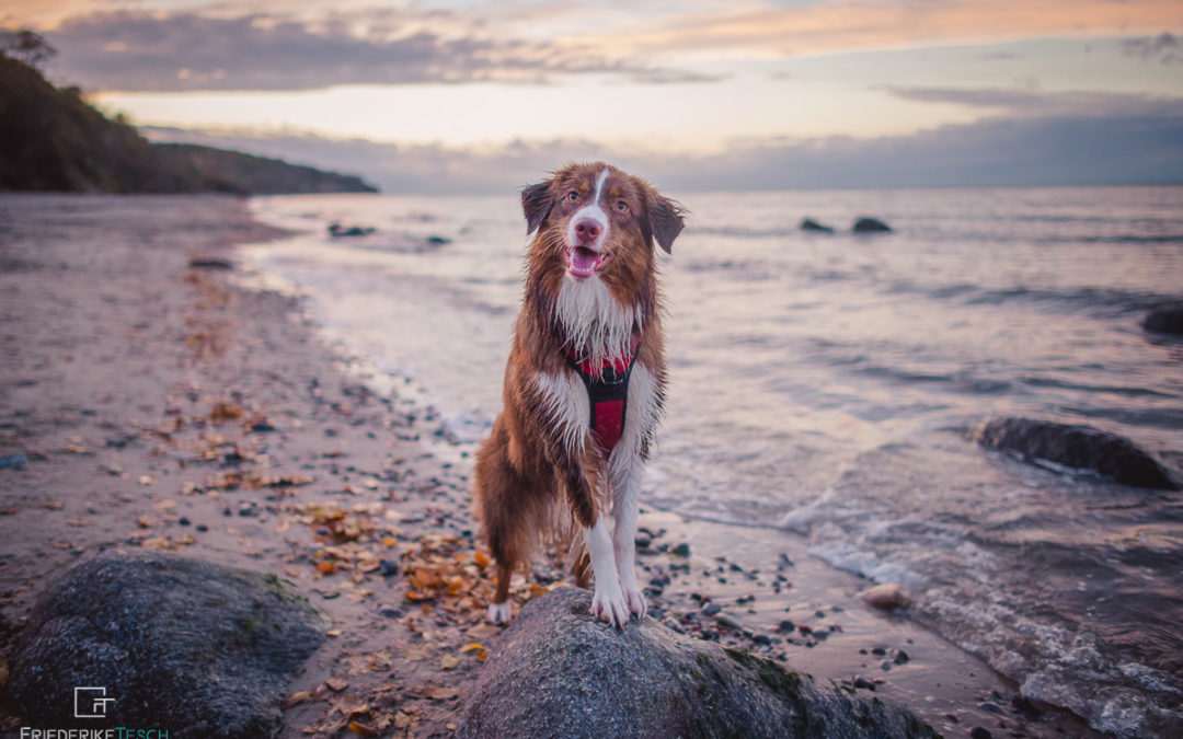 HUNDE-FOTOGRAFIE | Pippilotta