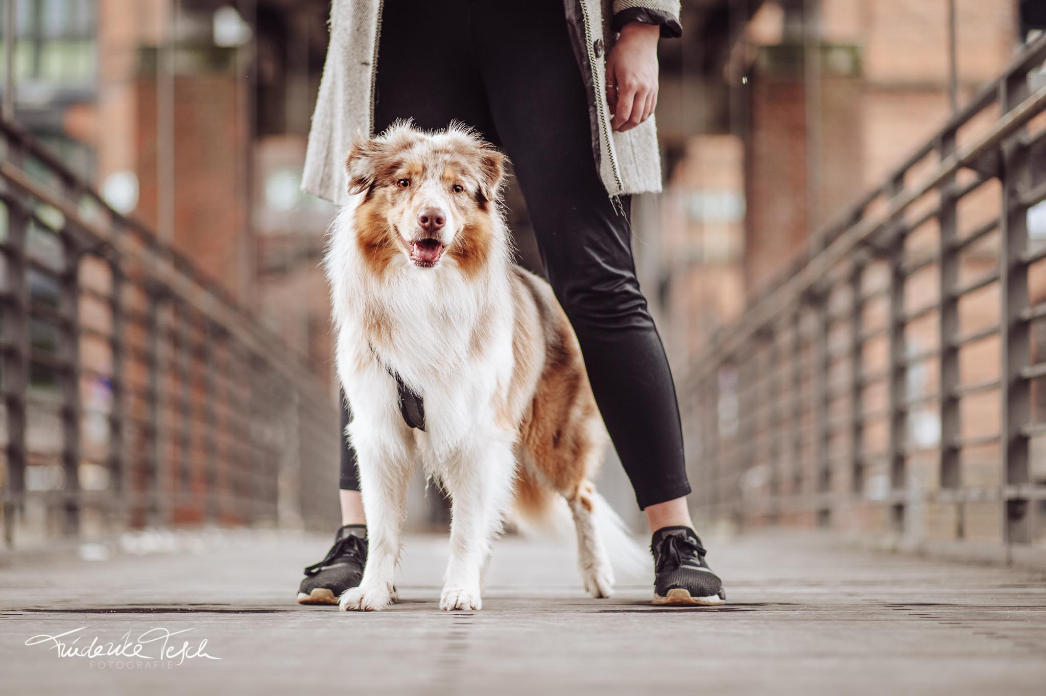 Echte-Hundefotografie-Hamburg-thismorty-Speicherstadt-Fotoshooting-7