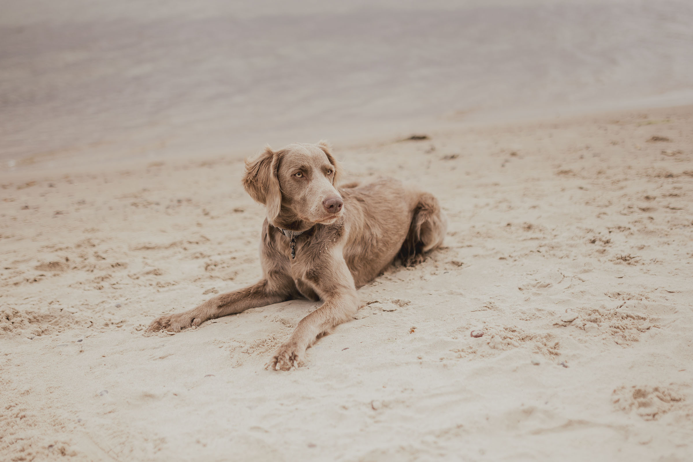 Hochzeitsfotos mit Weimaraner am Ostseestrand